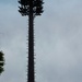 mono-pine (cell tower) by randystreat