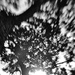 Lensbaby Tree by spanner