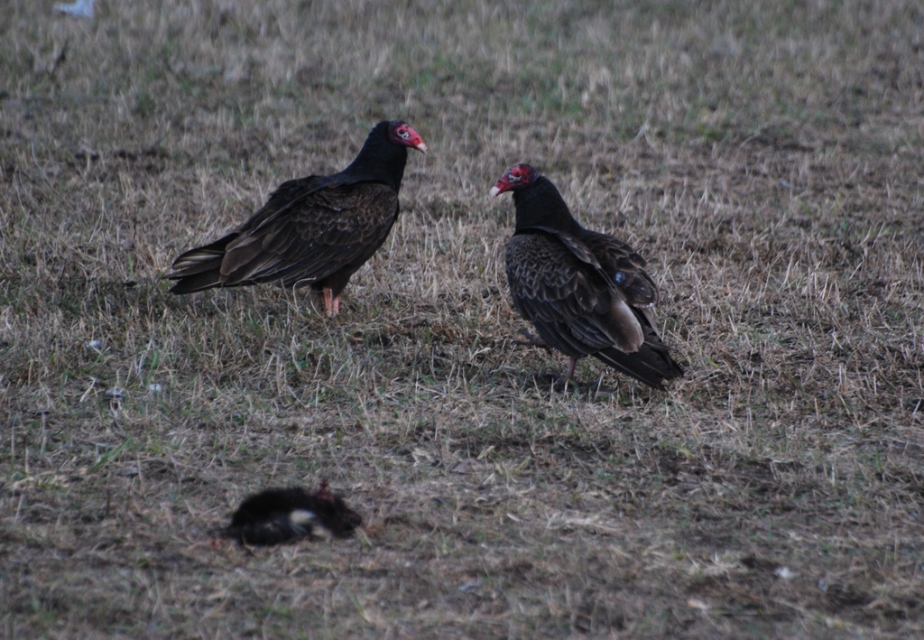 Turkey Vultures by farmreporter