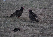 12th Apr 2014 - Turkey Vultures