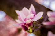 12th Apr 2014 - Magnolia - Lensbaby style