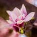 Magnolia - Lensbaby style by pflaume