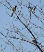 18th Apr 2014 - Day 318 Birds in a Tree