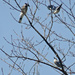 Day 318 Birds in a Tree by rminer
