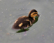 18th Apr 2014 - Ducky
