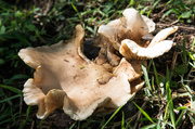 19th Apr 2014 - Fungi
