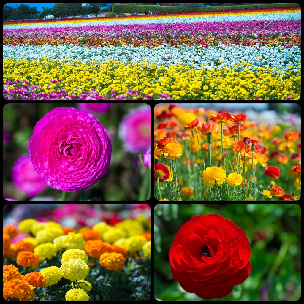 The Flower Fields of Carlsbad by stray_shooter