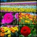 The Flower Fields of Carlsbad by stray_shooter
