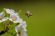 16th Apr 2014 - High Speed Busy Bee