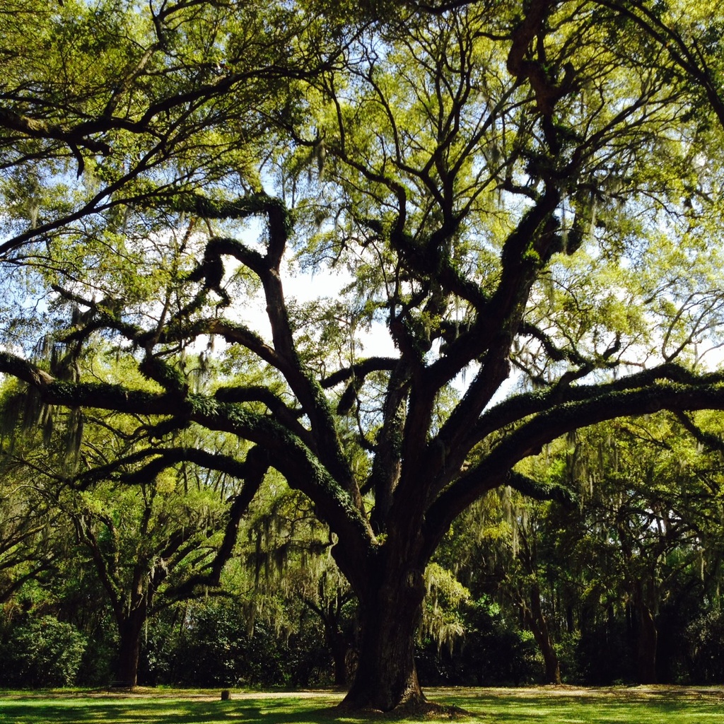 Charles Towne Landing State Historic Site, Charleston, SC by congaree