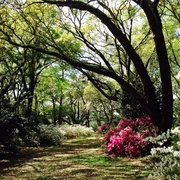 19th Apr 2014 - Charles Towne Landing State Historic Site, Charleston, SC