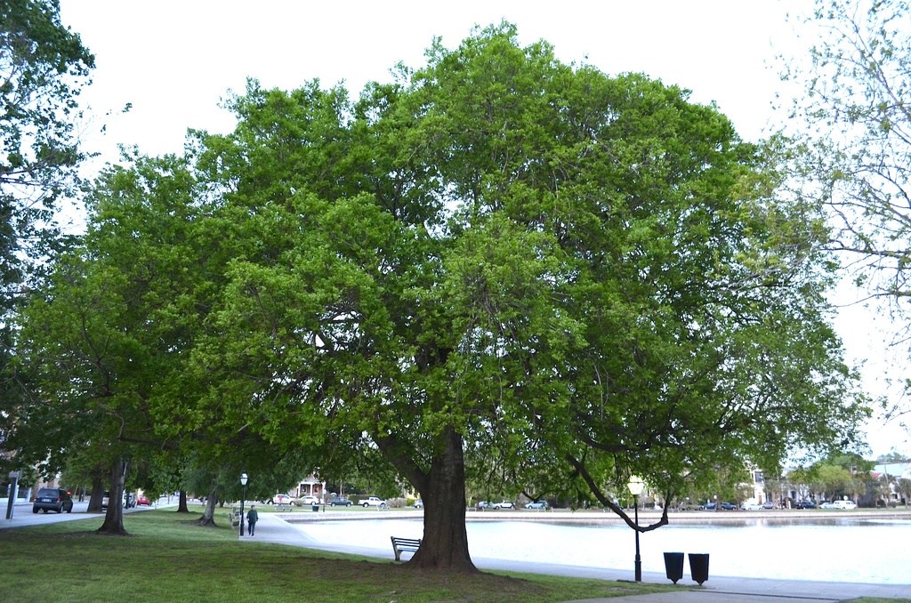 Hackberry tree, Spring 2014, Colonial Lake, Charleston, SC by congaree