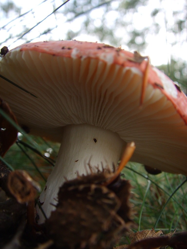 Mushroom by berend