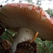 Mushroom by berend