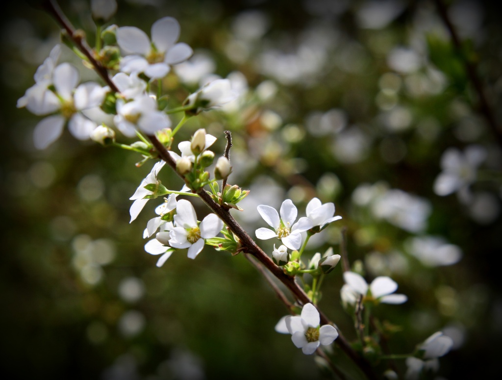 Little white flowers by mittens
