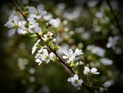 19th Apr 2014 - Little white flowers