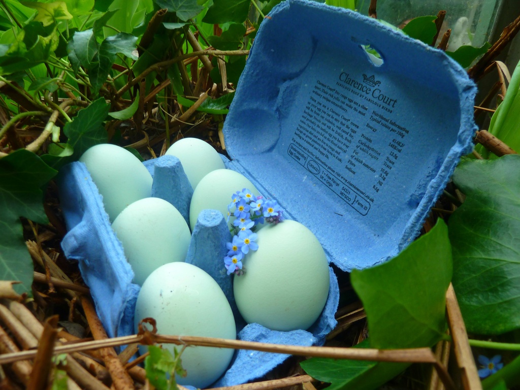 Appoint- for- April. Egg. Blue eggs for breakfast  by wendyfrost