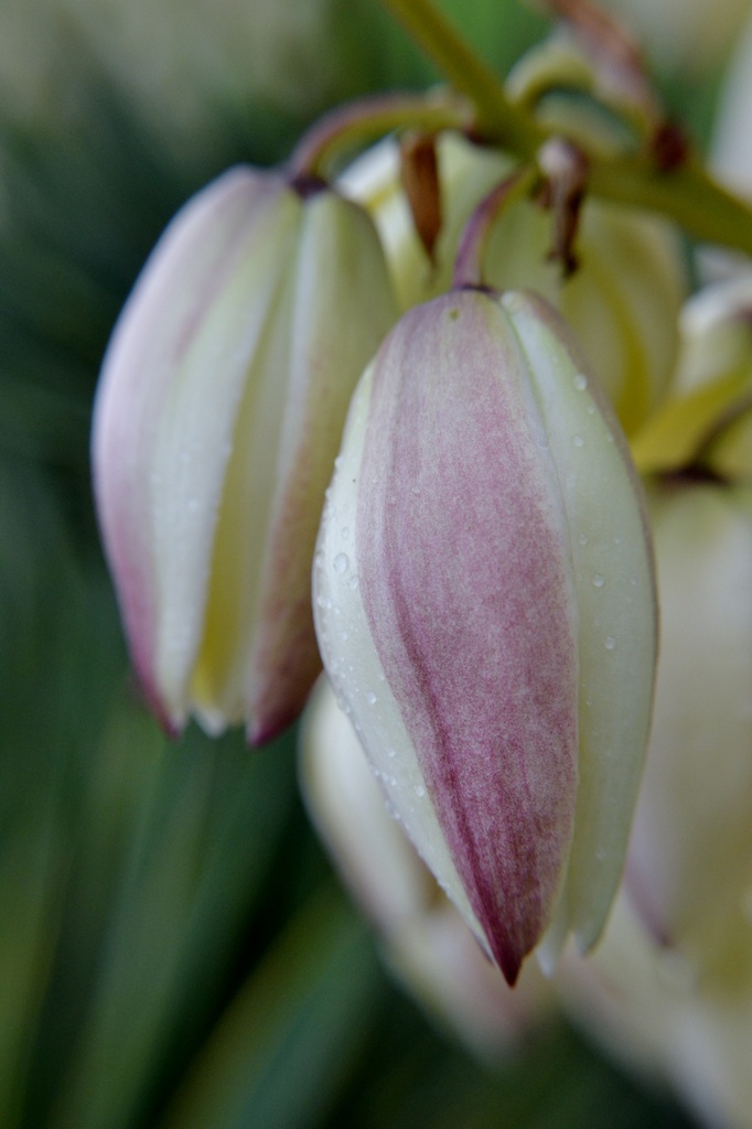 Yucca flowers by dianeburns