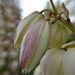 Yucca flowers 2 by dianeburns