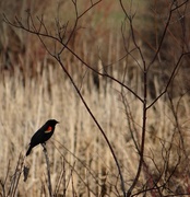 19th Apr 2014 - Red-winged Blackbird