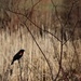 Red-winged Blackbird by annepann