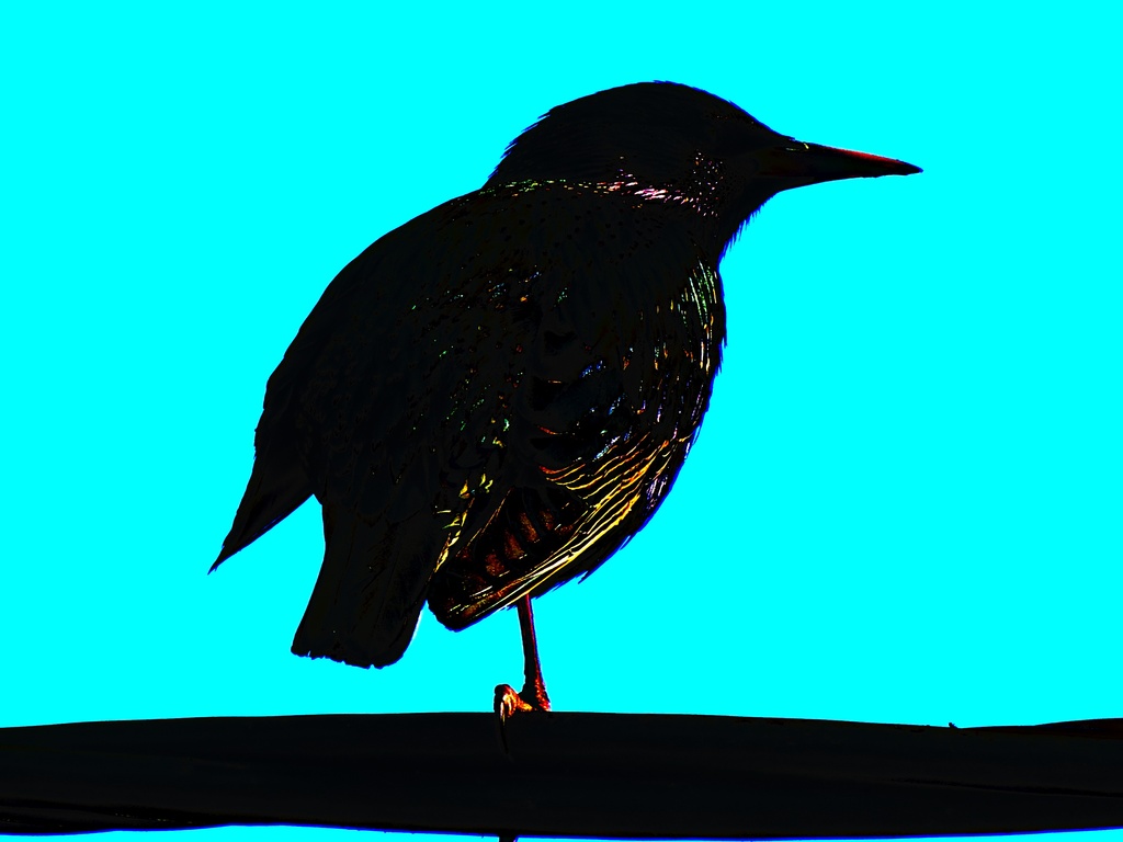 Bird on Wire by juliedduncan