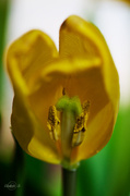 19th Apr 2014 - Inside the tulip