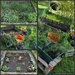 Spring cleaning in the mini garden of aromatic herbs by parisouailleurs