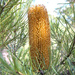 Banksia by terryliv