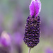 French Lavender by shepherdmanswife
