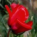  Tulip by pavlina