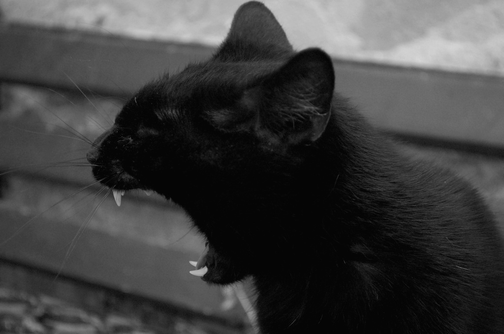 Screaming cat by pavlina