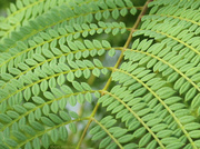 16th Apr 2014 - Just a fern of some kind…