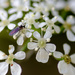 Cow parsley flowers and small fly - 19-04 by barrowlane