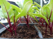 18th Apr 2014 - Seedling forest