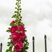(Day 65) - Hollyhock Holiday by cjphoto