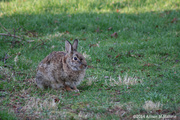 19th Apr 2014 - Peter Cottontail