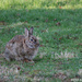 Peter Cottontail by falcon11