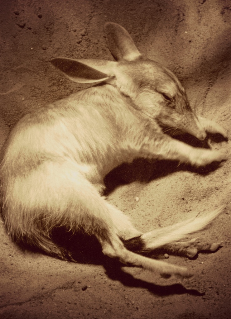 EASTER BILBY by cruiser