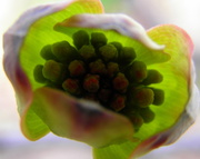19th Apr 2014 - April 19 Dogwood Abstract