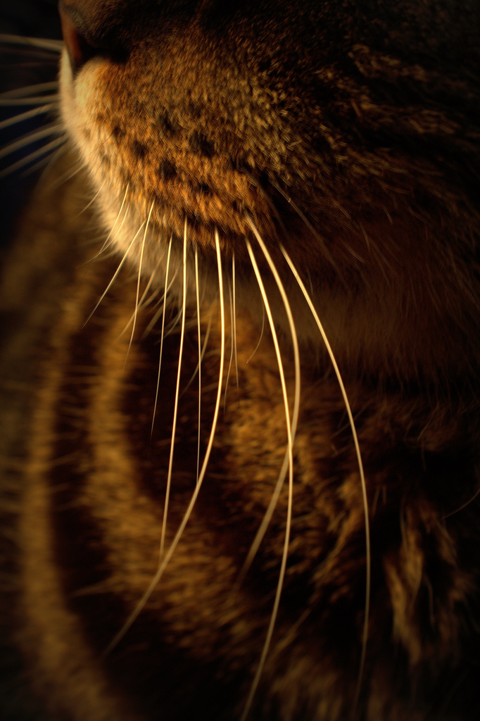 Day 107:  Whiskers by sheilalorson