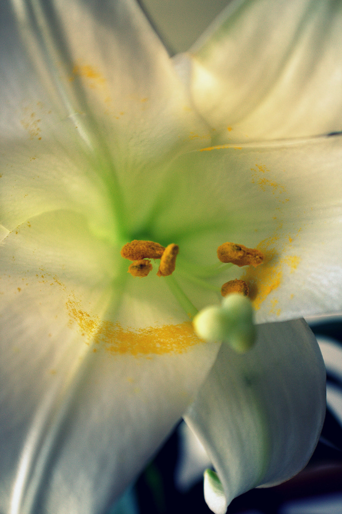 Day 109:  Easter Lily by sheilalorson