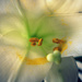 Day 109:  Easter Lily by sheilalorson