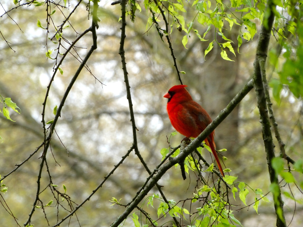 Colonial Cardinal by khawbecker