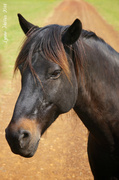 18th Apr 2014 - Friendly Horse