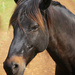 Friendly Horse by lynne5477