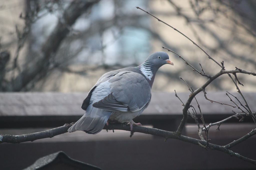 Common Wood Pigeon (Columba palumbus) - Sepelkyyhky, Ringduva IMG_9101 by annelis