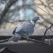 Common Wood Pigeon (Columba palumbus) - Sepelkyyhky, Ringduva IMG_9101 by annelis