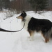 Miro the Collie IMG_5417 by annelis