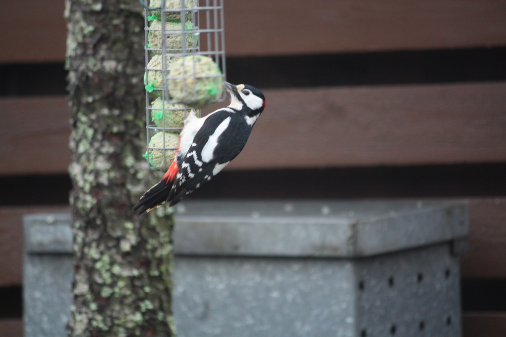 Great Spotted Woodpecker (Dendrocopos major) - Käpytikka, Större hackspett IMG_6598 by annelis